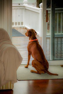 Vizsla patiently waits for the rain to subside
